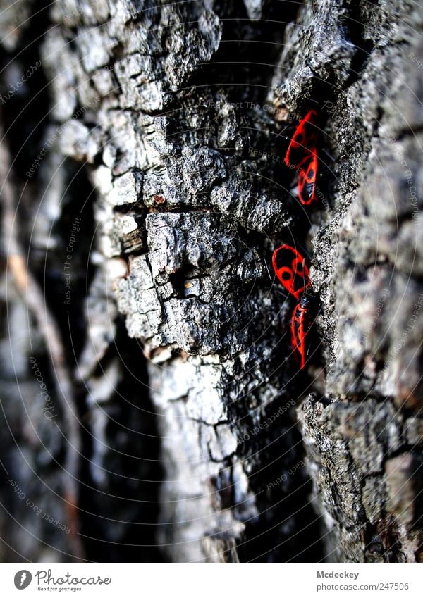 The red icing on the cake Nature Plant Summer Tree Park Animal Wild animal Beetle 4 Group of animals Natural Gray Red Black White Tree bark Firebug