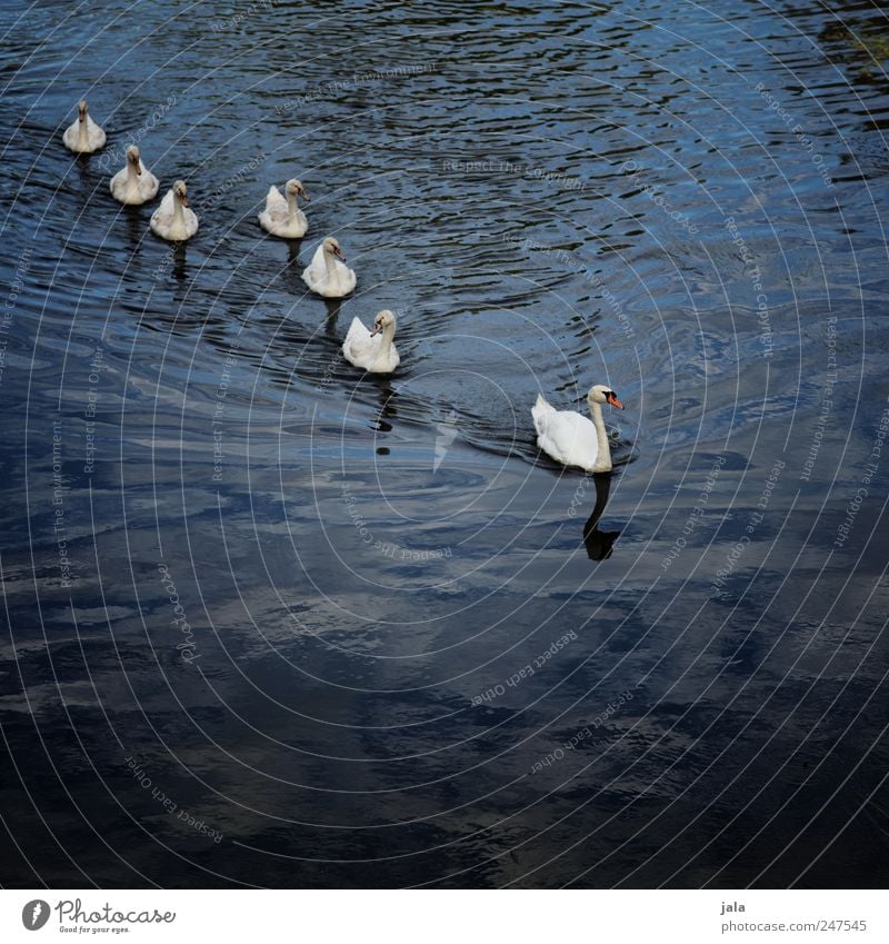 family trip River Animal Wild animal Bird Swan Group of animals Animal family Esthetic Elegant Natural Blue White Colour photo Exterior shot Deserted