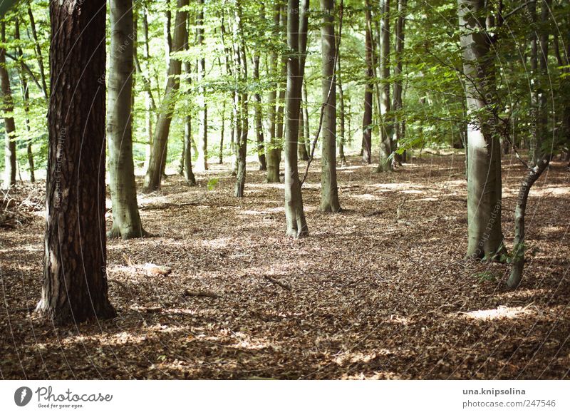 quota forest picture Environment Nature Landscape Sunlight Summer Autumn Beautiful weather Forest Stand Sustainability Natural Relaxation Colour photo