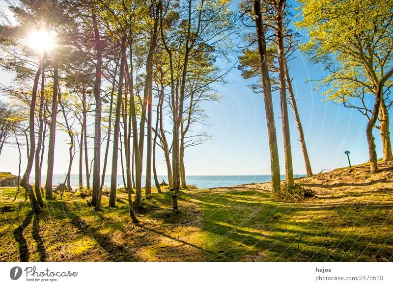 Baltic Sea coast in Poland Beach Nature Forest Tourism Coast Dune Ocean Nature reserve Sky Blue Back-light Summer Sun Vacation & Travel trees Colour photo