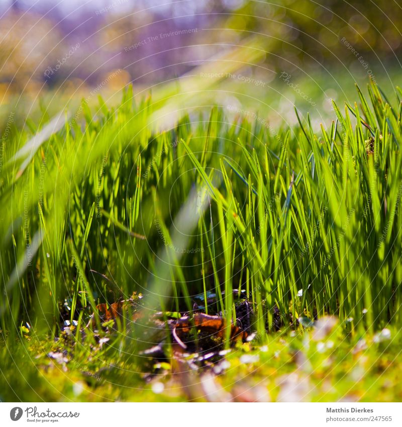 Juicy green Environment Nature Plant Esthetic Meadow Background picture Green Park Point of light Reflection Light (Natural Phenomenon) Sunlight Lighting