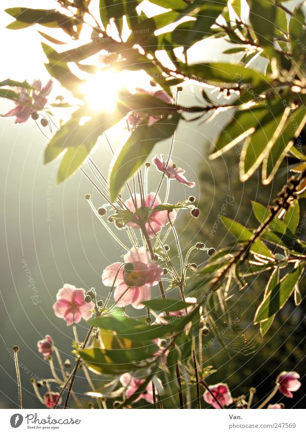 towards the sun² Calm Sun Environment Nature Plant Summer Beautiful weather Tree Flower Bushes Leaf Blossom Foliage plant Garden Fresh Bright Warmth Green Pink