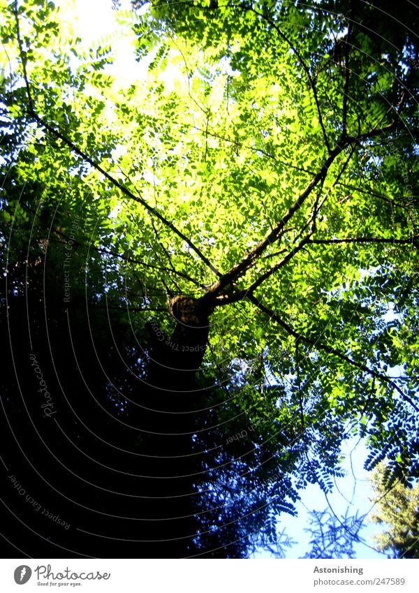 leaf canopy Environment Nature Plant Sky Summer Weather Beautiful weather Tree Leaf Forest Tall Blue Green Black Deciduous tree Branch Branchage Colour photo