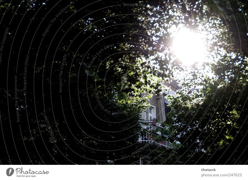 ray of hope Relaxation Balcony Sun Tree Tree trunk Leaf Garden Window Roof Handrail Observe To enjoy Smoking Living or residing Tall Contentment