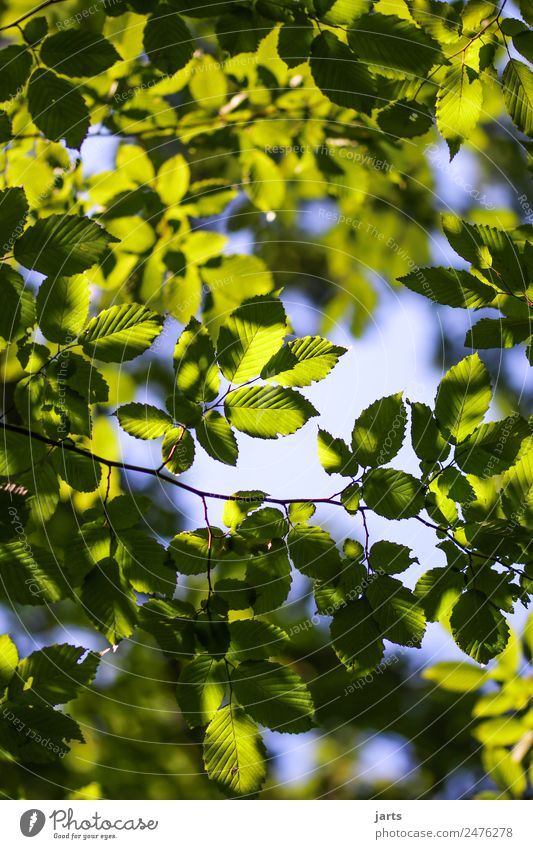 green Nature Plant Sky Beautiful weather Tree Leaf Forest Fresh Bright Natural Green Serene Calm Colour photo Exterior shot Deserted Copy Space left