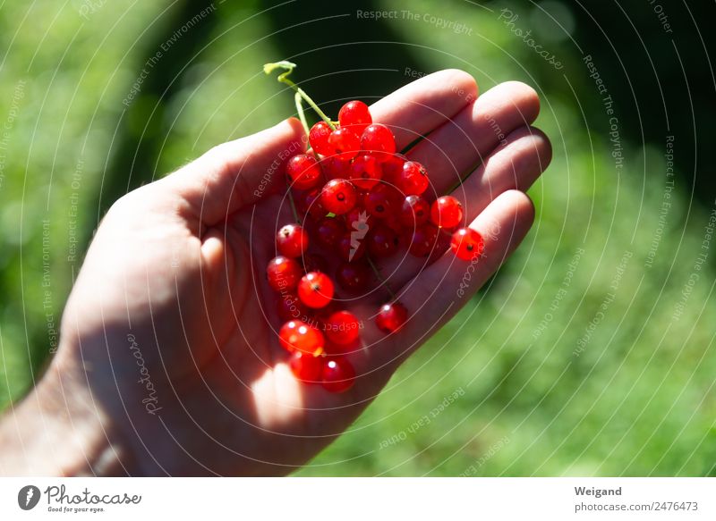 currant Food Nutrition Eating Organic produce Vegetarian diet Diet Fasting Wellness Life Harmonious Well-being Red Sustainability Berries Harvest Summer