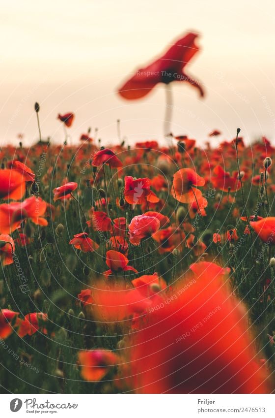 Poppy Field III Nature Landscape Plant Sky Clouds Horizon Sunrise Sunset Summer Beautiful weather Flower Leaf Blossom Foliage plant Agricultural crop Meadow