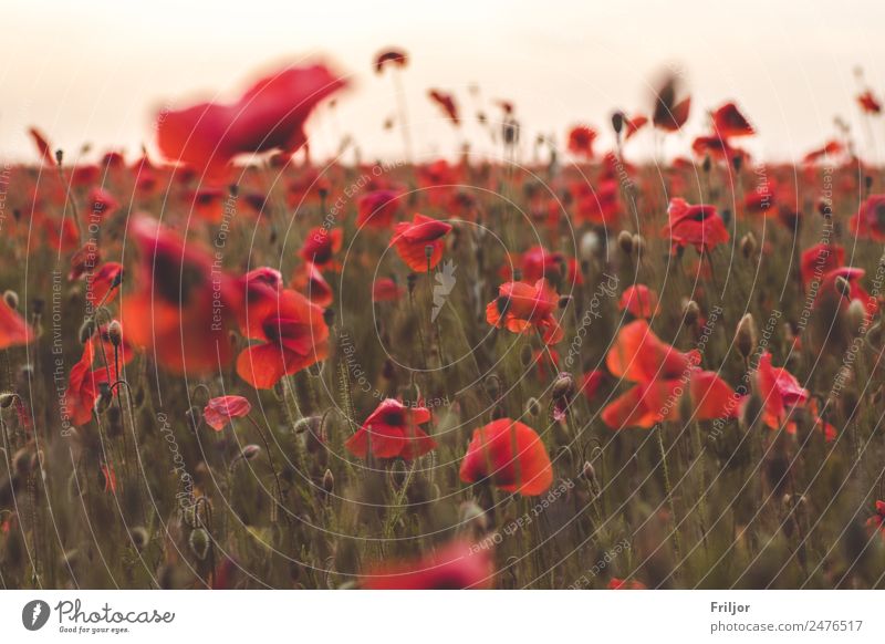 Poppy Field II Nature Plant Sunrise Sunset Summer Flower Blossom Foliage plant Agricultural crop Meadow Fresh Beautiful Natural Green Red Poppy blossom papaver