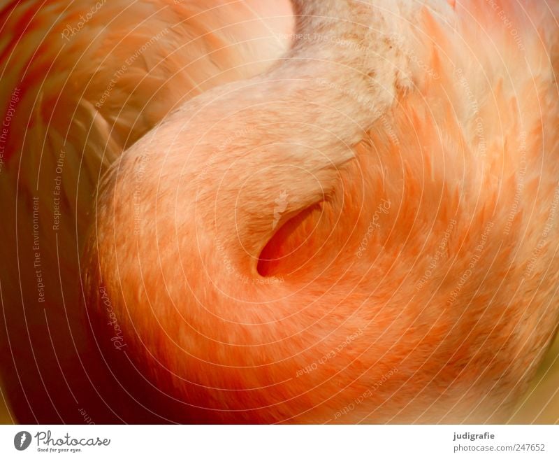 flamingo Nature Animal Wild animal Bird Flamingo 1 Beautiful Soft Neck Feather Elegant Colour photo Exterior shot Close-up Light Shadow