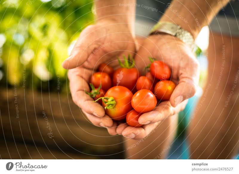 Urban Gardening | Tomato Love Food Vegetable Lettuce Salad Nutrition Eating Picnic Organic produce Vegetarian diet Healthy Eating Living or residing