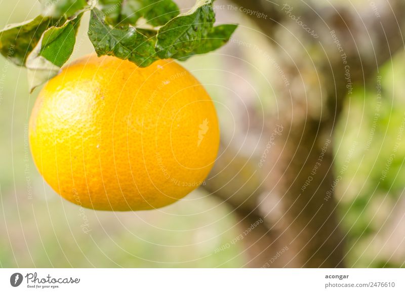 Orange in foreground Food Fruit Organic produce Vegetarian diet Diet Nature Plant Tree Colour Acid agriculture citric forefront Foreground Horizontal orange