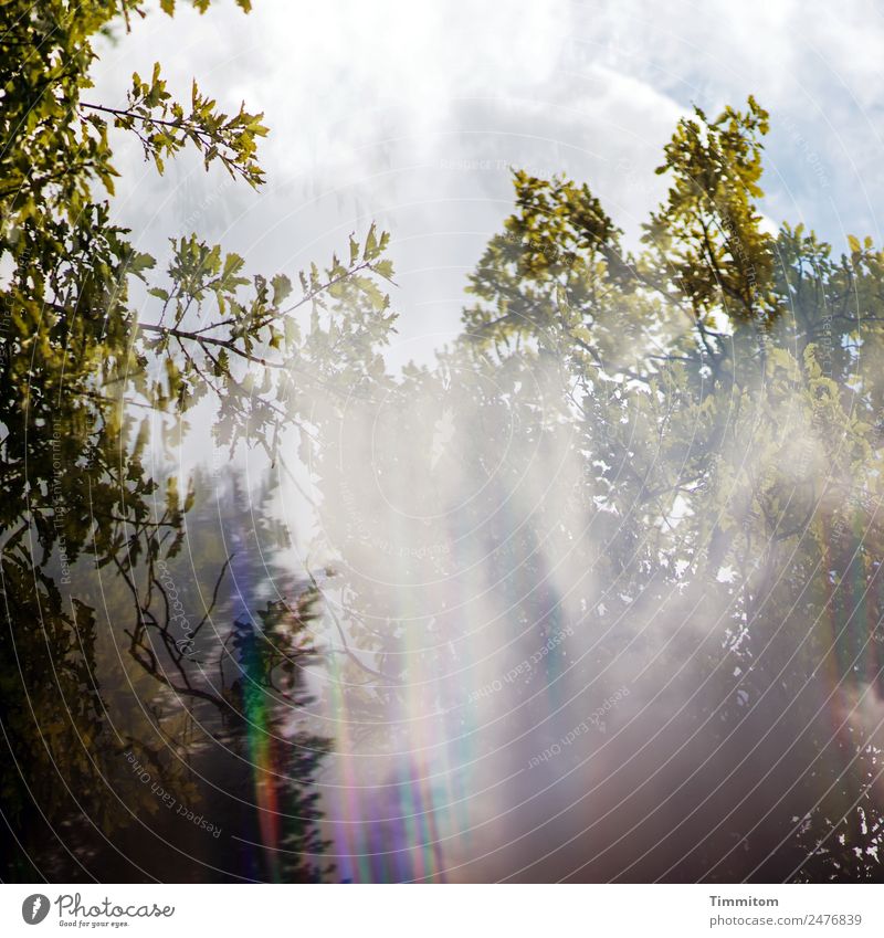 Special forest atmosphere Environment Nature Plant Sky Clouds Sunlight Weather Tree Forest Blue Green Prismatic colour Colour photo Exterior shot Deserted Day