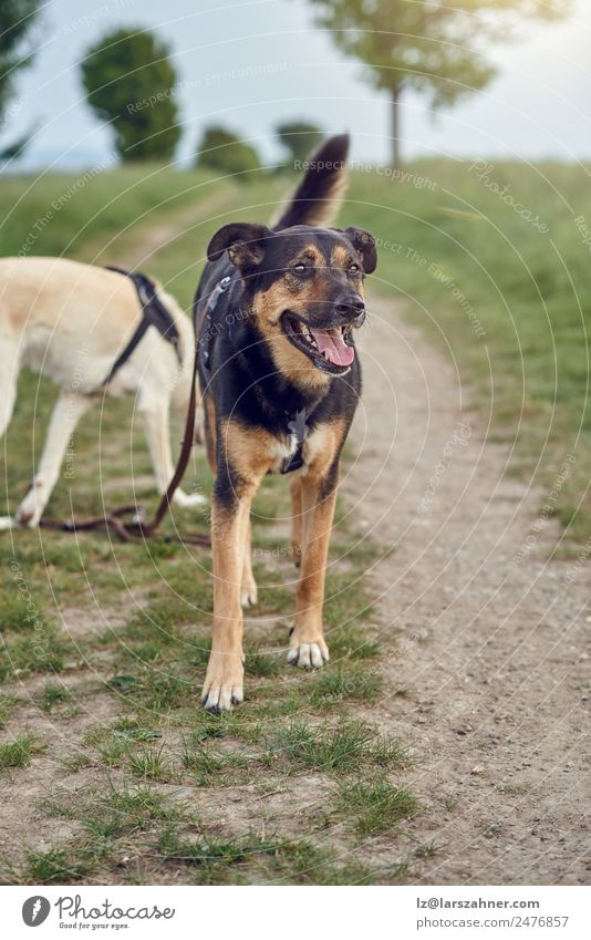 Happy black and tan dog standing panting Beautiful Summer Friendship Nature Animal Autumn Grass Park Pet Dog Sit Jump Cute Green Black spring collar owner gassi