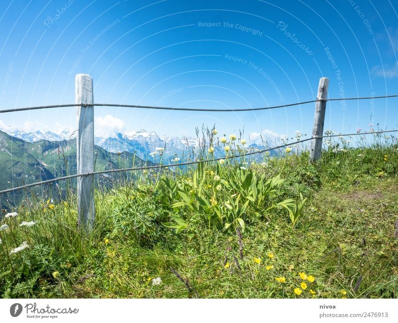 View from Stoos to the Alps Vacation & Travel Trip Adventure Far-off places Freedom Summer Mountain Hiking Environment Nature Sky Grass stoos Switzerland