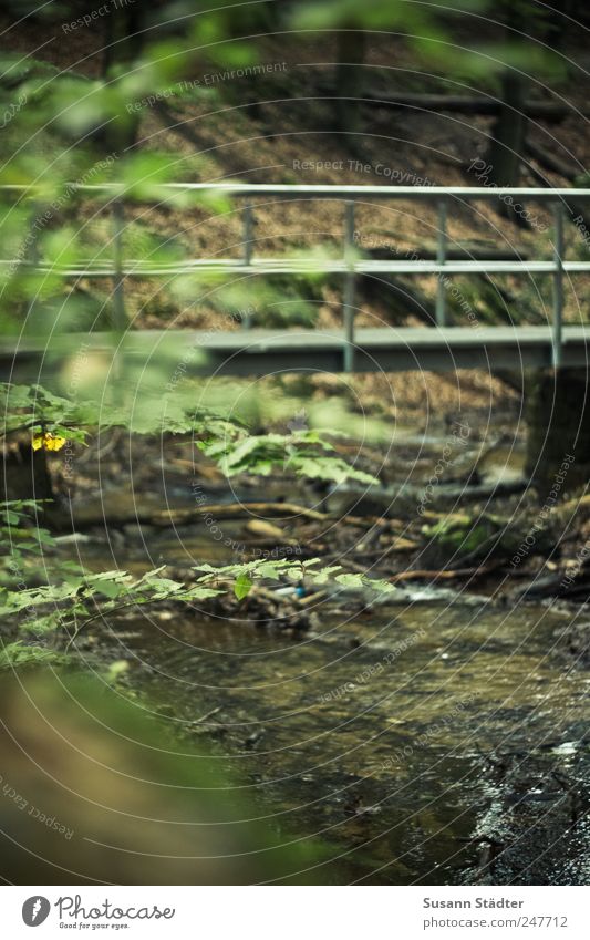 fluently quiet. Nature Plant Tree Mountain Waves River bank Unwavering Symmetry Connection Joinery technique Bridge Bridge railing Heathland Dresden Brook