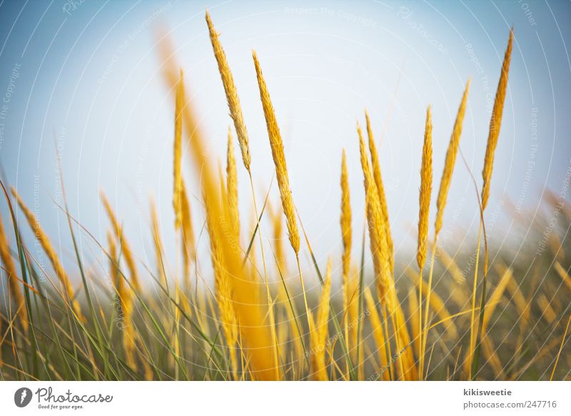 dune grass Nature Plant Earth Sky Sunlight Summer Beautiful weather Grass Bushes Wild plant Meadow Field North Sea Amrum Deserted Discover Relaxation Blue