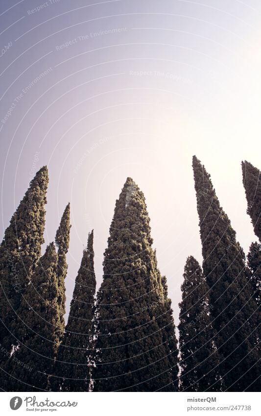 Cypresses. Nature Symmetry Italy Italian Tree Green Sky Vacation & Travel Vacation mood Vacation photo Vacation destination Vacation good wishes Tall Growth