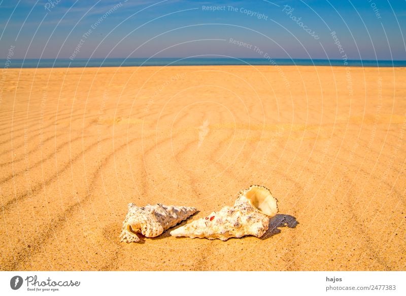 Sandy beach with snails Joy Relaxation Vacation & Travel Summer Beach Animal 2 Yellow Tourism Sea snails Ocean Coast Sky Blue Summer vacation Copy Space