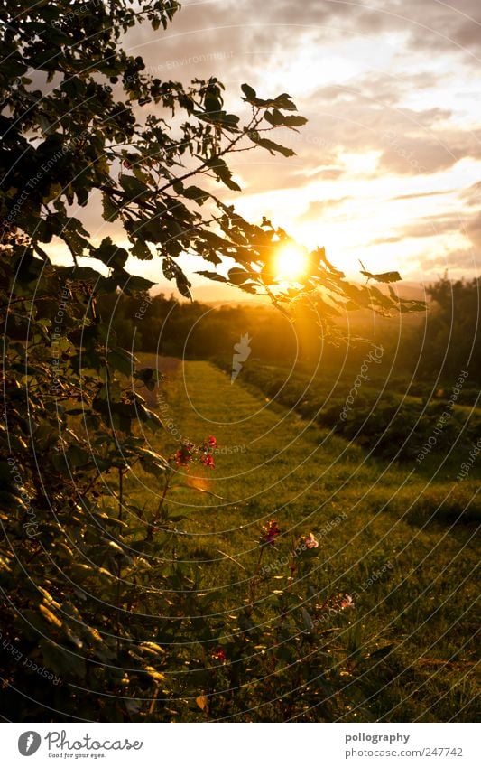 sun-ripened Nature Landscape Plant Sky Clouds Sun Sunrise Sunset Sunlight Spring Summer Tree Grass Bushes Leaf Blossom Foliage plant Agricultural crop Meadow