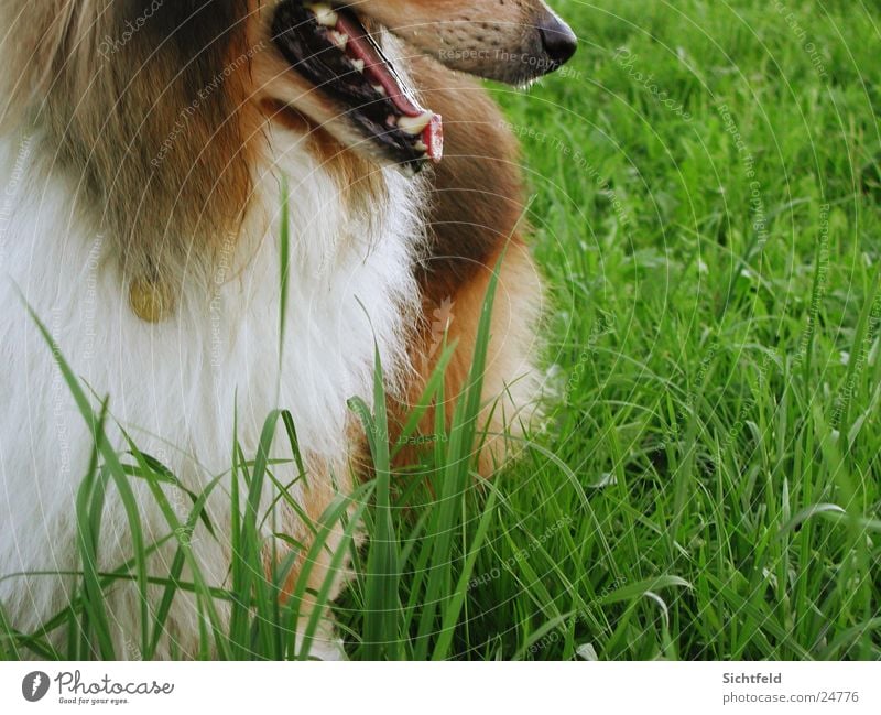 spike Collie Green Pelt Field Direction Pet Dog Perspective Lassie Nature Free Tongue grass cut Wait