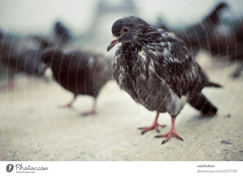 monsieur deaf Animal Pigeon 1 Hideous Strong Gray Self-confident Arrogant Colour photo Subdued colour Exterior shot Detail Deserted Copy Space left