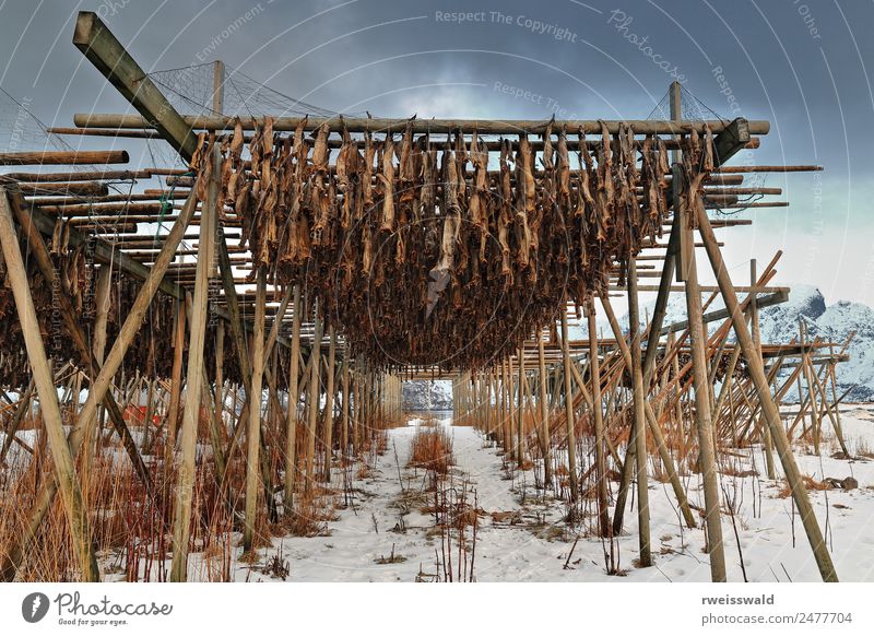 Racks for drying codfish to stockfish. Toppoya-Reine-Norway-0220 Food Fish Seafood Nutrition Eating Diet Slow food Vacation & Travel Tourism Trip Adventure