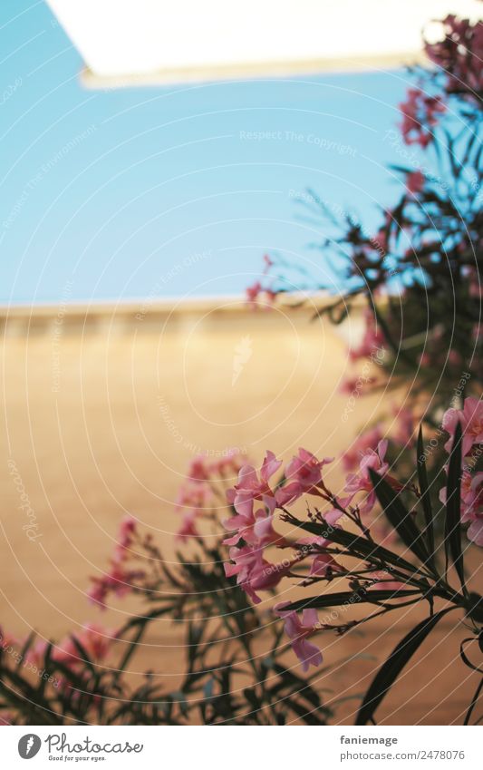 oleander Environment Nature Plant Beautiful weather Garden Hot Oleander Flower Mediterranean Blue sky Pink House (Residential Structure) Wall (building)