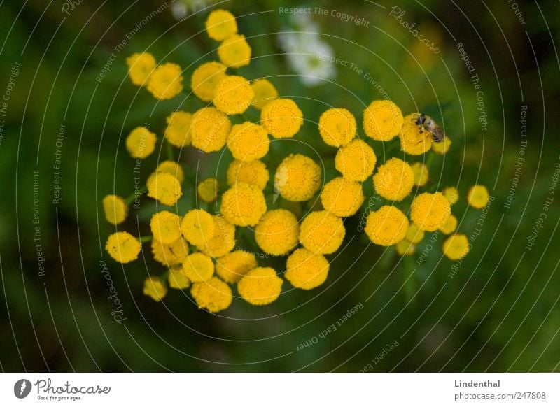 Mosquito on such a flower (Rainfarm) Nature Plant Blossom Animal 1 Exotic Yellow Bow tie lean rocks Meadow Nectar Sprinkle Flower Bee Colour photo