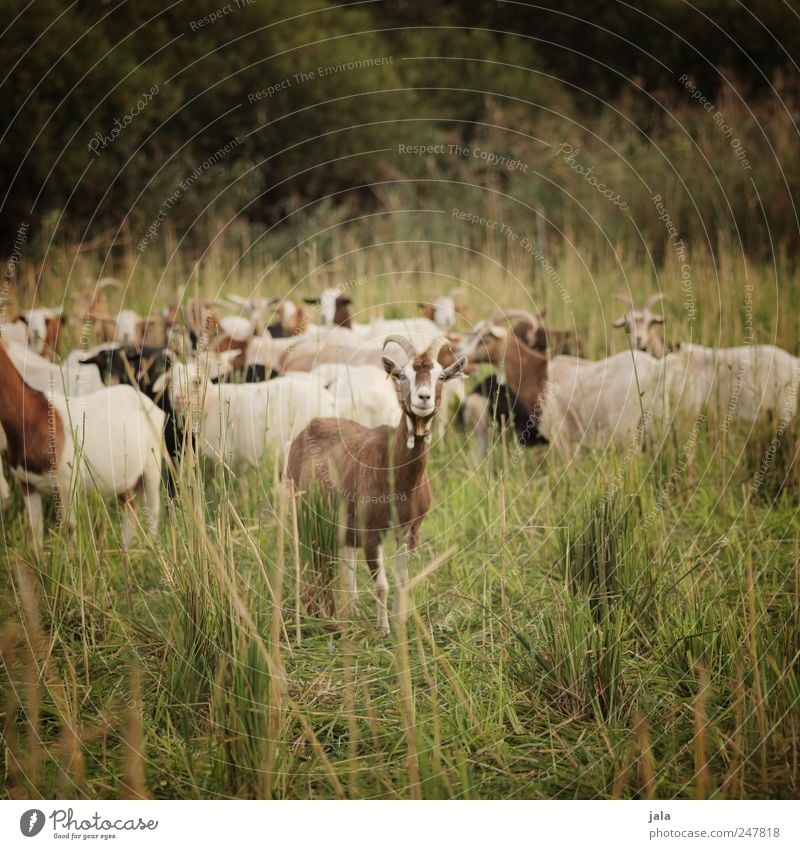 goat meadow Environment Nature Landscape Plant Animal Grass Bushes Meadow Farm animal Goats Herd Natural Brown Green Colour photo Exterior shot Deserted Day