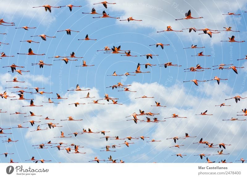 Pink flamingos flying through the skies of Guajira Colombia Elegant Exotic Beautiful Harmonious Vacation & Travel Tourism Trip Adventure Summer Sun Beach