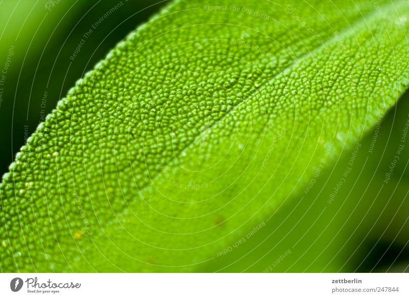 sage Leaf Flower Blossom leave Herbs Plant Growth wallroth Sage Herbs and spices Spicy Medicinal plant Tea Tea plants Herb tea Deserted Macro (Extreme close-up)