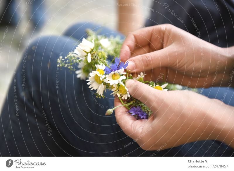 Handicraft | UT Dresden Feminine Plant Flower Wild plant Cornflower Marguerite Accessory Flower wreath Work and employment Blossoming Crouch Sit Beautiful