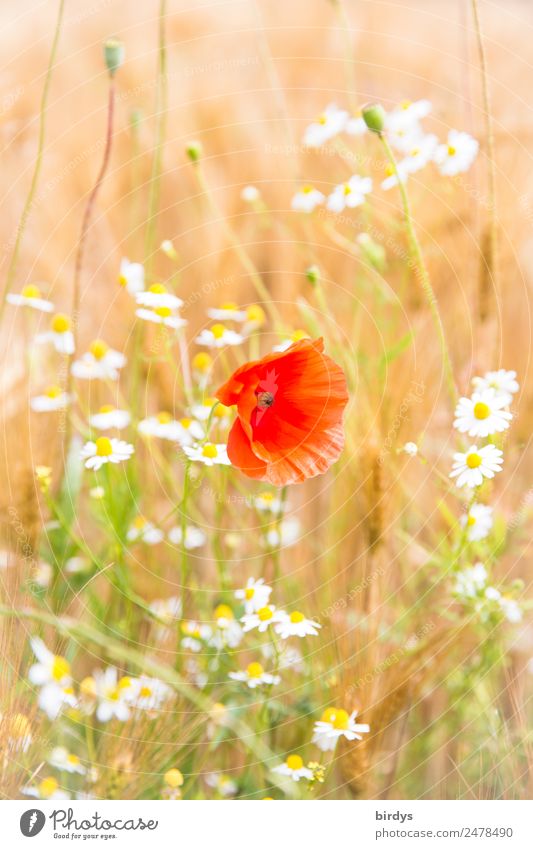 Mixed culture Plant Summer Beautiful weather Flower Agricultural crop Poppy blossom Chamomile Camomile blossom Grain field Field Blossoming Fragrance Authentic