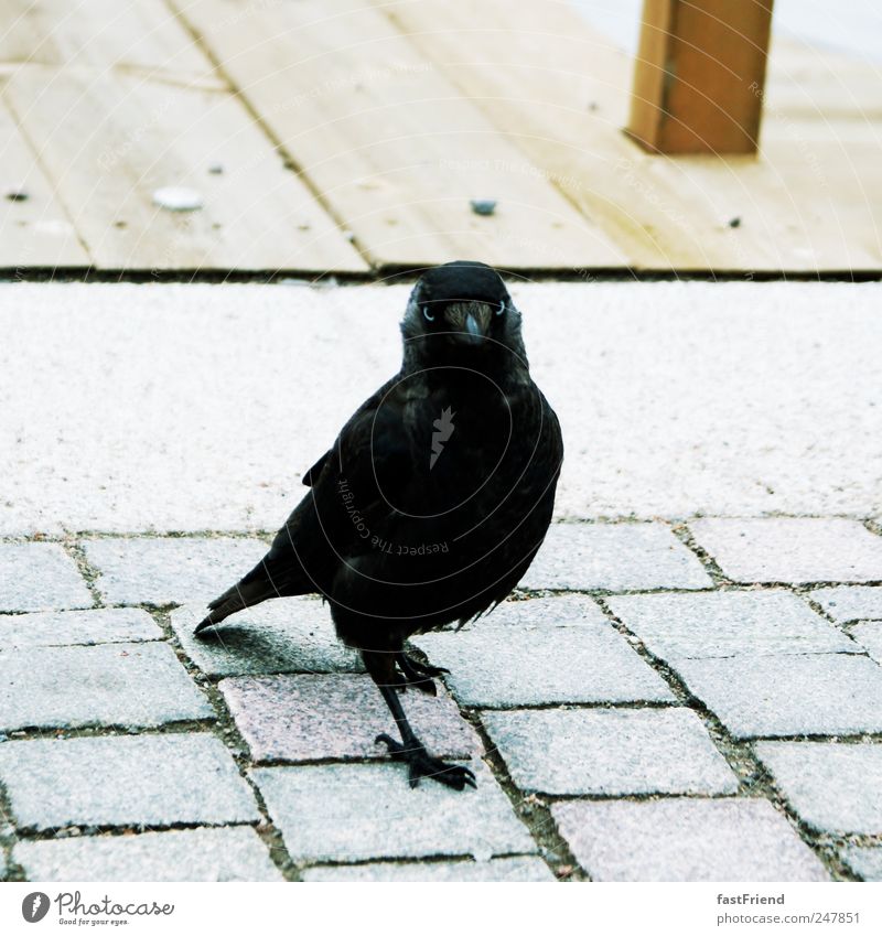 A star is born Lakeside Animal Bird Crow 1 Rutting season Looking Elegant Power Cobblestones Wood Black Eyes Colour photo Subdued colour Isolated Image Shadow