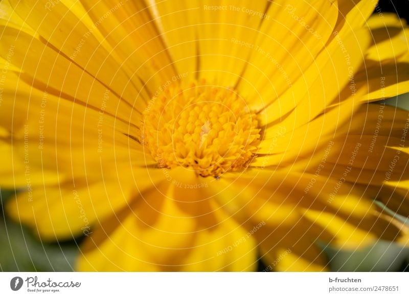 Yellow flower Plant Flower Blossom Friendliness Happiness Beautiful Orange Pistil Life Pollen Colour photo Exterior shot Detail Macro (Extreme close-up)