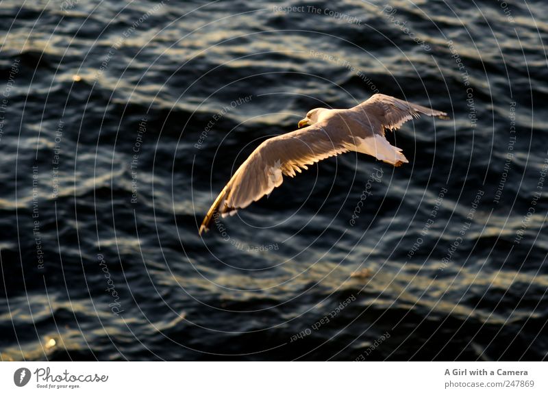 I'm with you for the moment Animal Wild animal Bird Seagull 1 To enjoy Exceptional Wet Natural Blue Ocean Sea bird Mediterranean sea Wide Wing at the same time