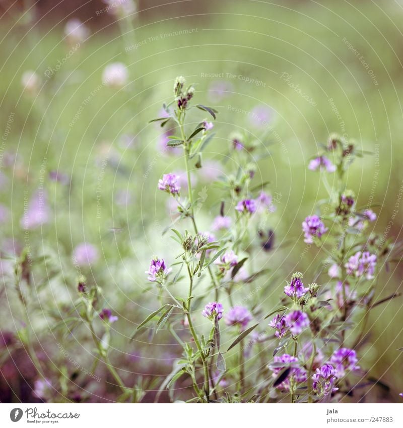 meadow Environment Nature Plant Flower Foliage plant Wild plant Meadow Esthetic Natural Beautiful Green Violet Colour photo Exterior shot Deserted Day