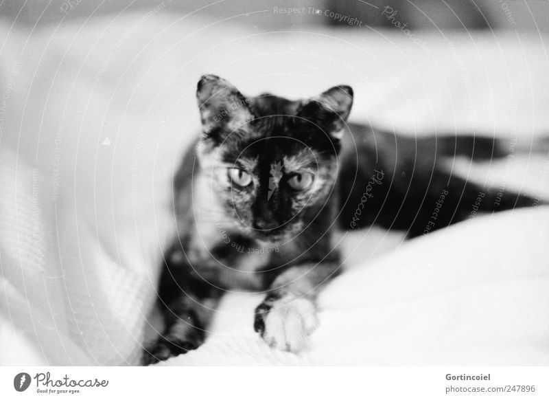 huntress Animal Pet Cat Animal face Pelt Paw 1 Calm Lie Relaxation Cat's head Cat's ears Dappled tortoiseshell Black & white photo Interior shot Copy Space left