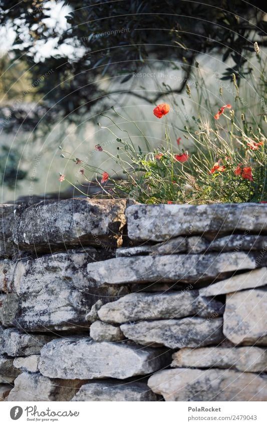 #A# Poppy-seed light Environment Esthetic Poppy blossom Red Wall (barrier) Olive tree Mediterranean France Provence Building stone Rest of a wall Summer