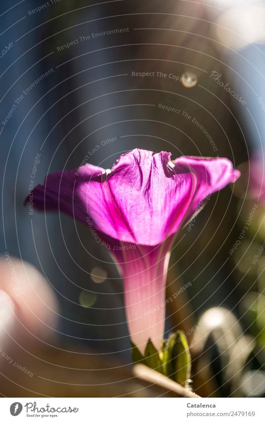 Flower of blue morning glory in sunlight Nature Plant Summer Beautiful weather Blossom Creeper Blue splendor wind hopper winch Garden Blossoming Fragrance