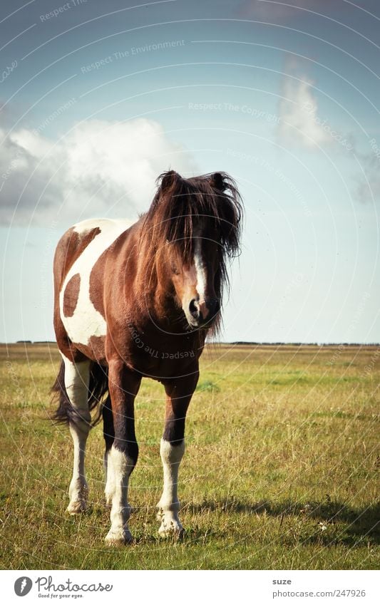 hair model Summer Environment Nature Landscape Animal Sky Climate Beautiful weather Meadow Farm animal Wild animal Horse 1 Stand Friendliness Funny Pasture