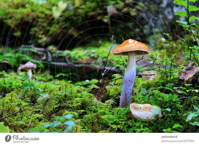 The mushroom. Environment Nature Landscape Plant Earth Summer Rain Moss Fern Forest Green Vacation & Travel Colour photo Exterior shot Detail Deserted