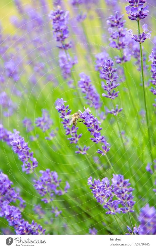 Lavender honey production Plant Animal Summer Beautiful weather Blossom Agricultural crop Lavender field lavender flowers Field Farm animal Bee 1 Blossoming