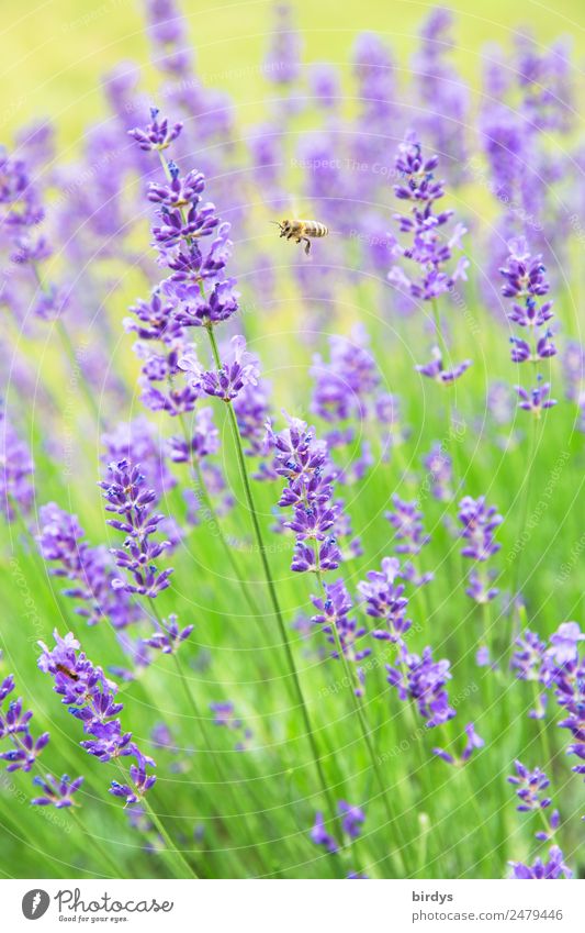 harvesters Summer Beautiful weather Blossom Agricultural crop Lavender Bee 1 Animal Blossoming Fragrance Flying Authentic Fresh Positive Yellow Green Violet