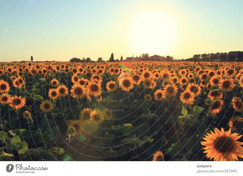 Flowery views Summer Summer vacation Environment Nature Landscape Plant Cloudless sky Beautiful weather Sunflower Sunflower field Field Growth Natural Yellow