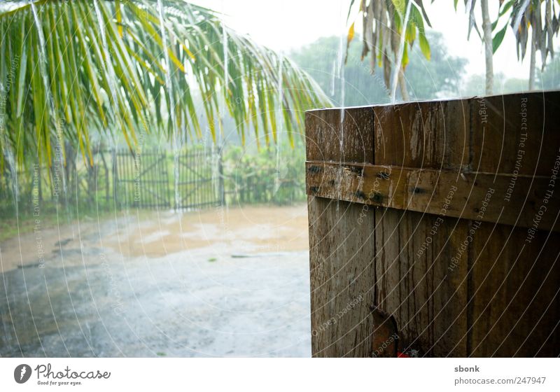 monsoon Nature Plant Water Drops of water Climate Weather Bad weather Storm Rain Thunder and lightning Village Deserted Garden Door Wet Gloomy Monsoon