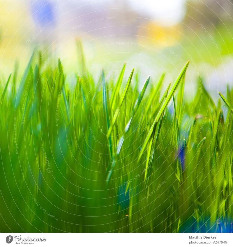 grass Environment Esthetic Grass Meadow Nature Ecological Beautiful Green Foliage plant Blur Shallow depth of field Stalk Window box Colour photo Exterior shot