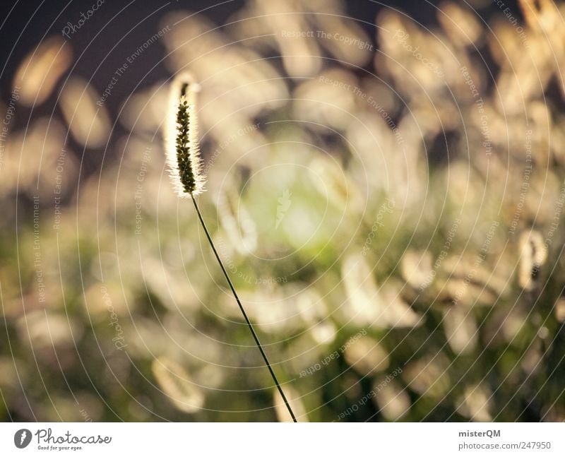 outstanding. Environment Nature Landscape Plant Esthetic Meadow Green Protruding Distinctive Exceptional Illuminate Calm Hope Wind Clearing Belief Colour photo