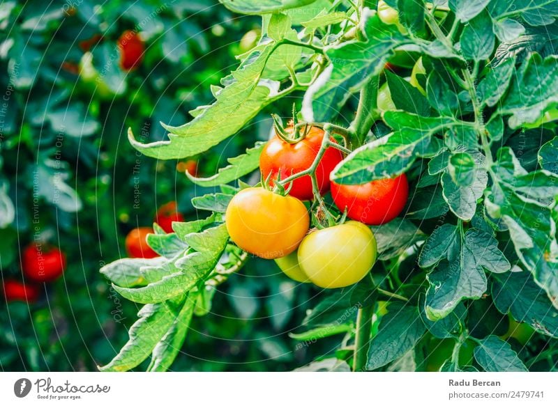 Tomatoes Growing On Vine In Greenhouse Cherry Food Background picture Red Healthy Organic Raw Close-up Small Vegetable Ingredients Vegetarian diet Fresh Mature