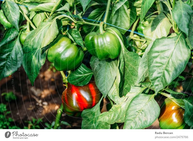 Bell Peppers Capsicum Growing In Greenhouse Growth Farm Plant Sweet paprika Nature Red Agriculture Healthy Organic Food Garden Vegetable Fresh Mature peppers